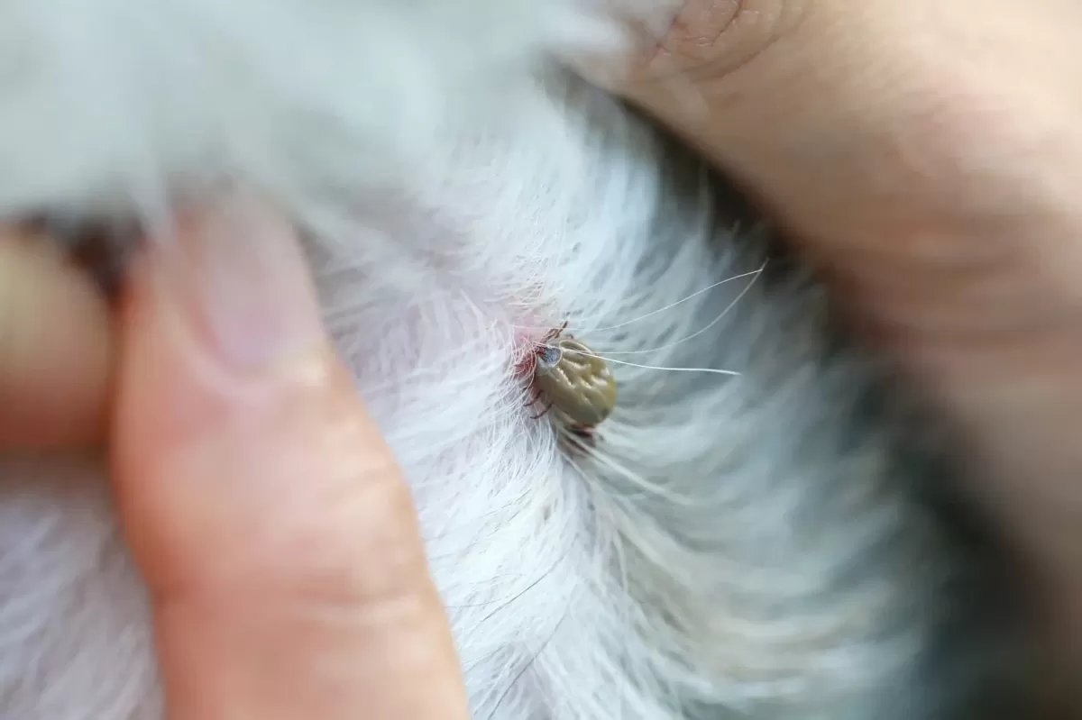 Dried Dead Tick on Dog: What You Need to Know