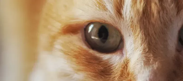 Understanding Cat's Eyes Watering: Causes, Symptoms, and Treatment