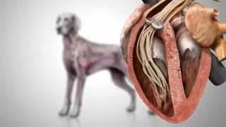 Heartworms in Dogs