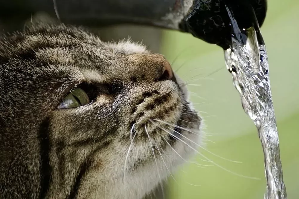 ¿Cuánto tiempo puede estar un gato sin agua?  