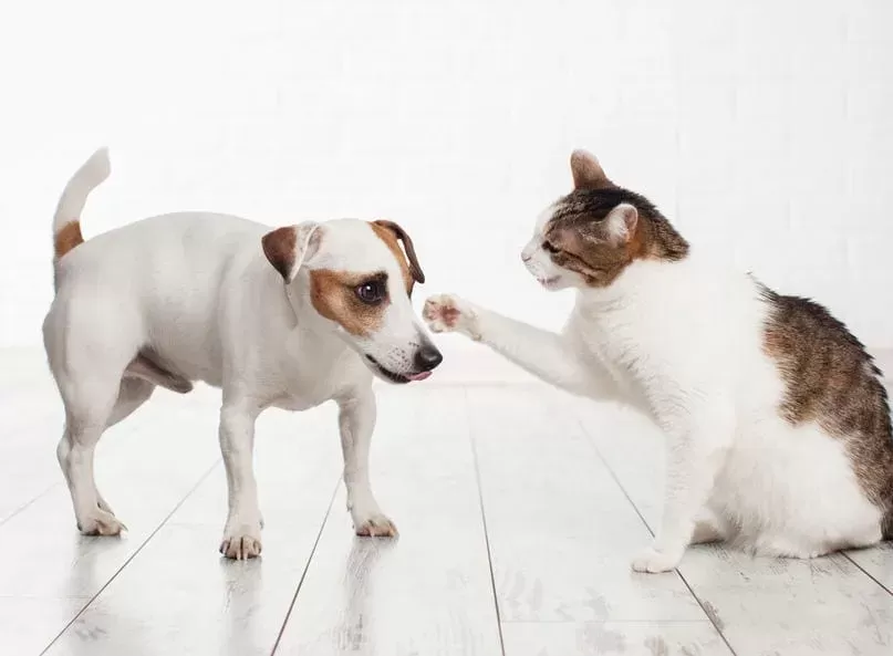 The Hidden Dangers of Cat Scratched Dog Eyes: Understanding the Risks and Health Implications