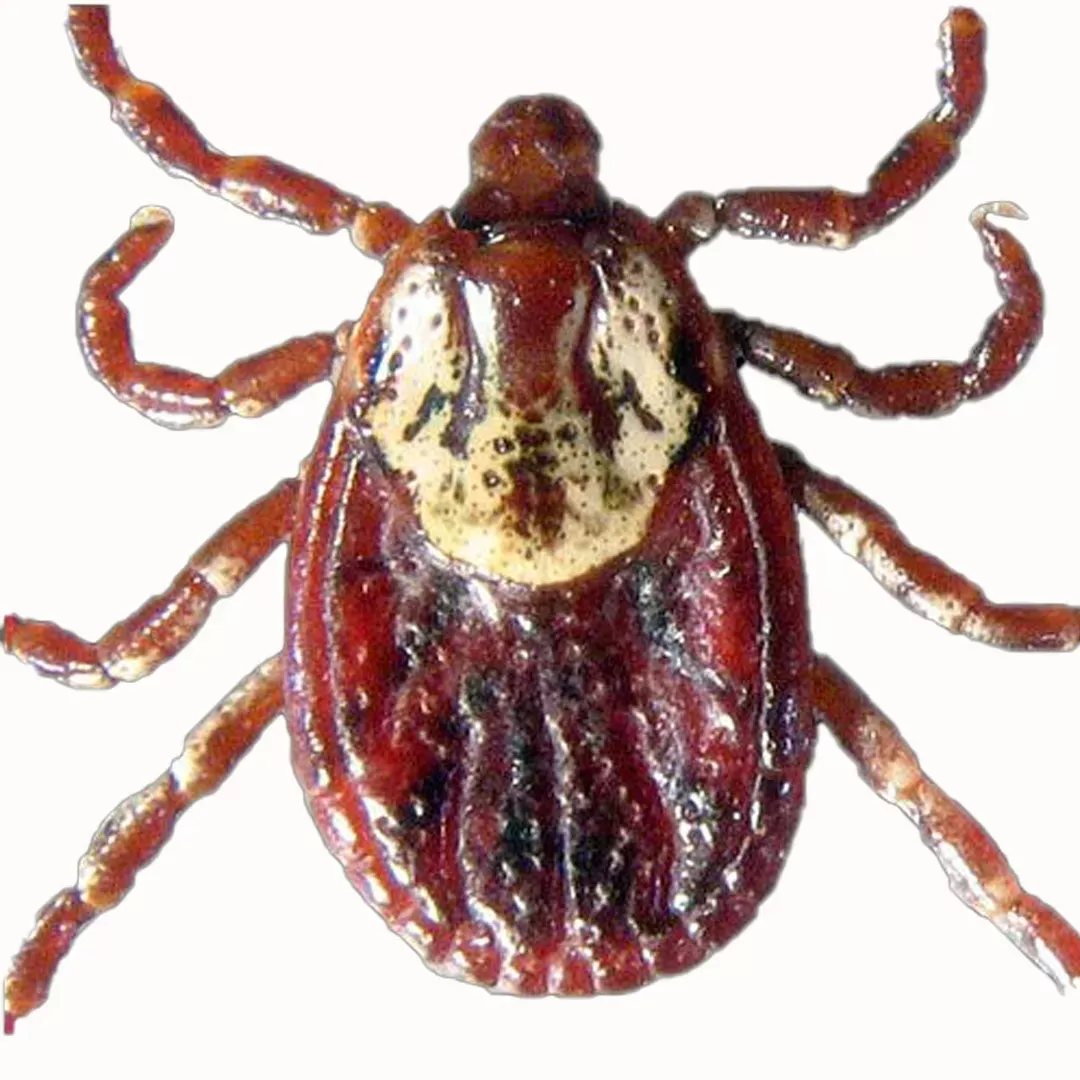 Rocky Mountain Wood Tick