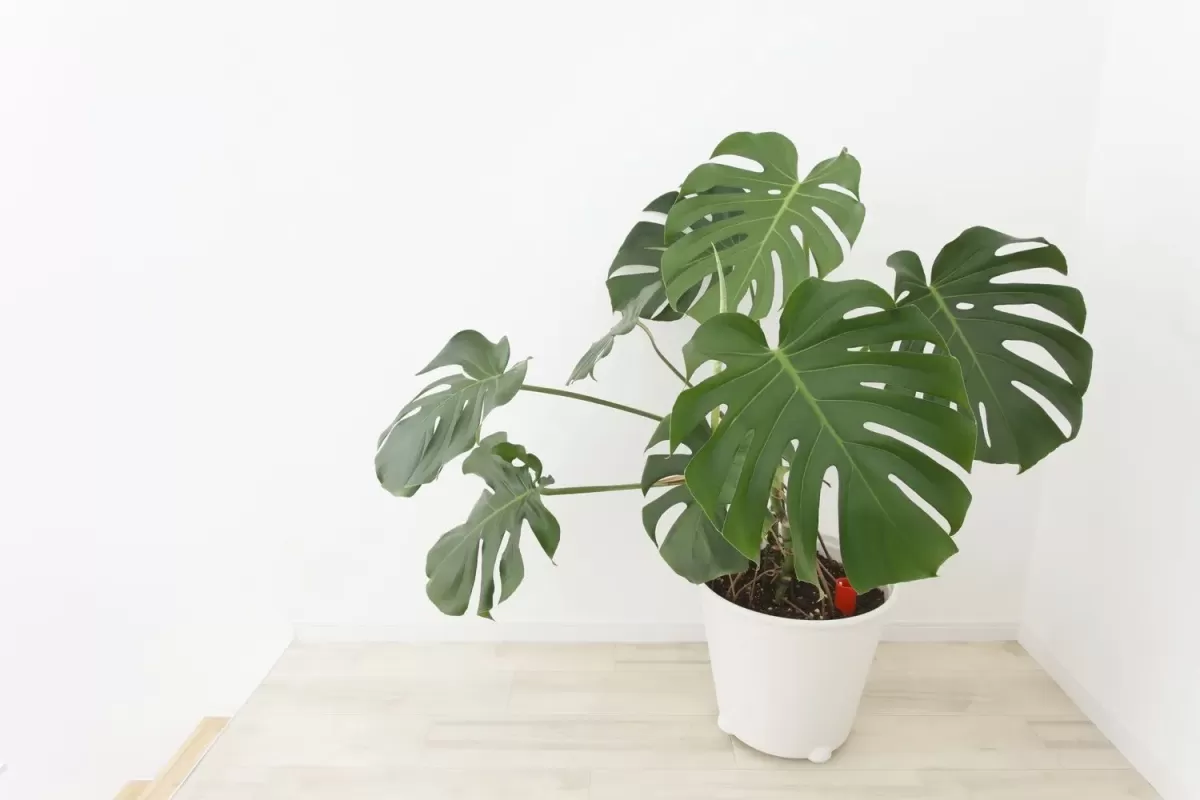 Is Monstera Toxic to Cats