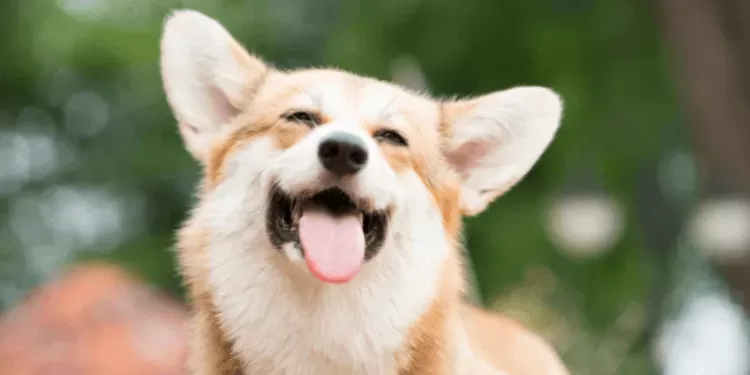 6 Surprising Ways to Tell Your Dog Is Happy | TopDog Health