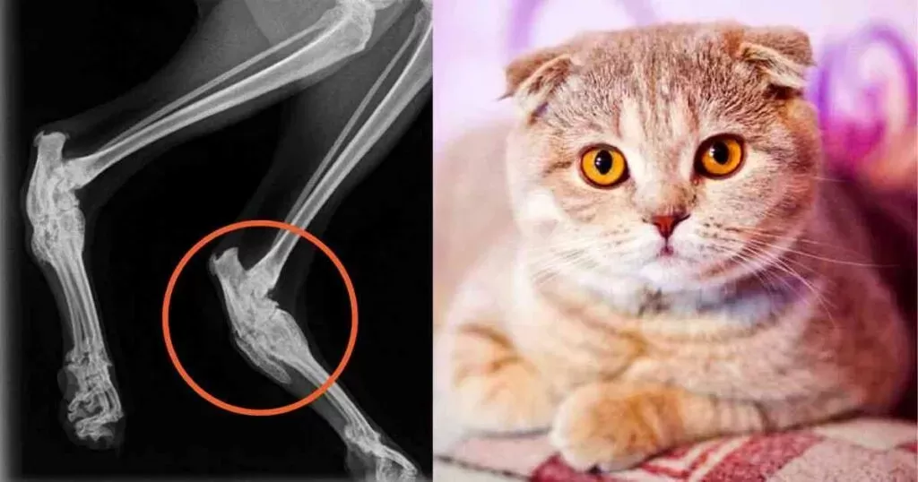 Scottish Fold Health Issues