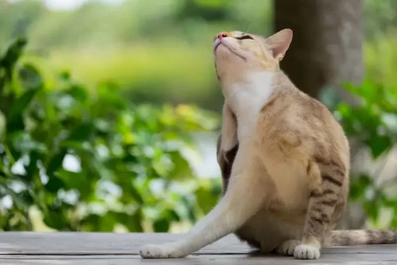 Allergien gegen Katzenhaut verstehen und behandeln: Ein umfassender Leitfaden