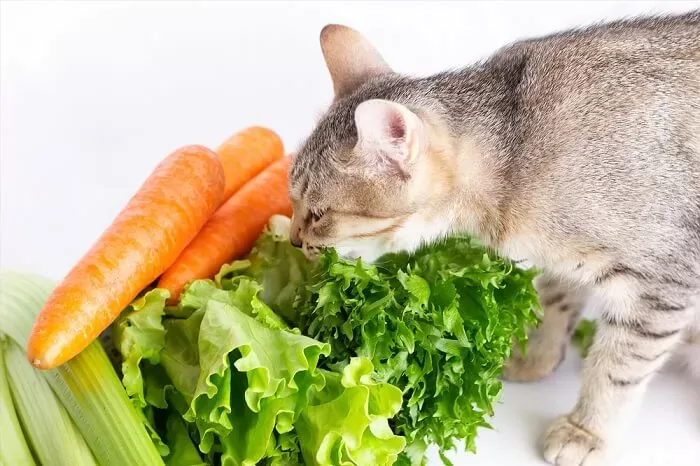 Can Cats Eat Lettuce 