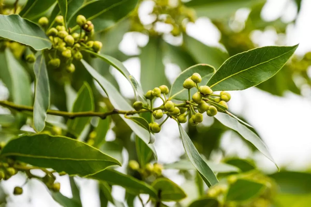 How to Grow and Care for a Bay Leaf Plant