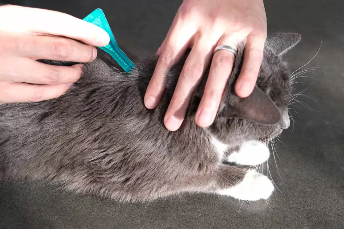 Allergien gegen Katzenhaut