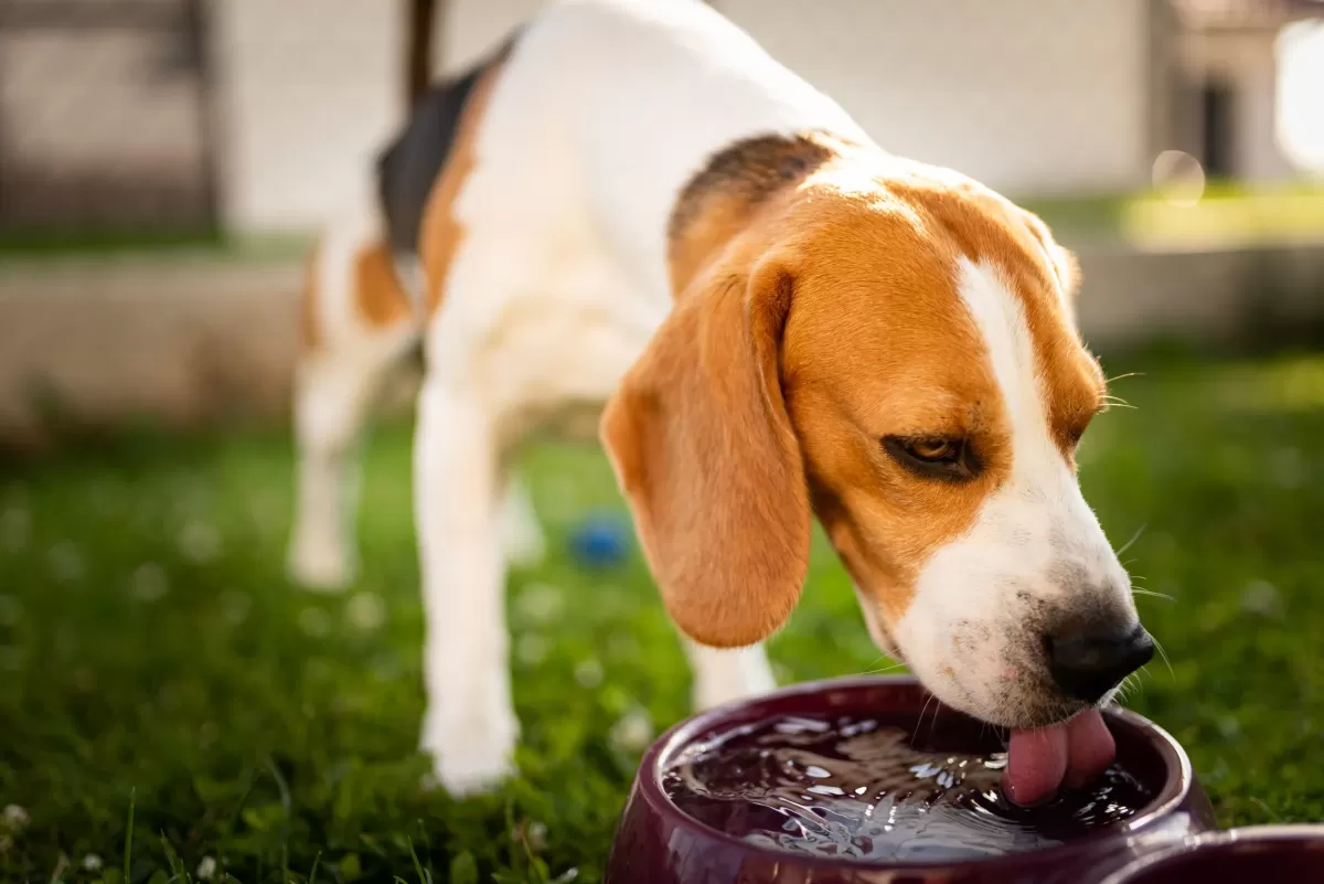 Água gelada é ruim para cães