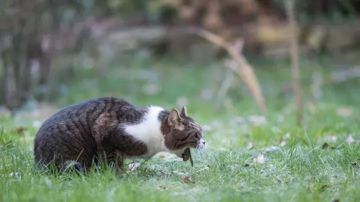 ¿Cuándo debo preocuparme si mi gato vomita líquido marrón?