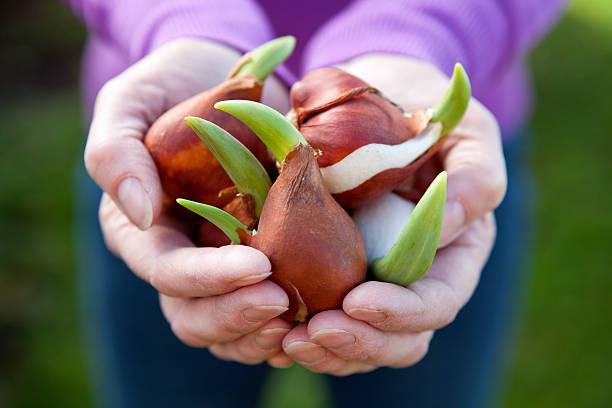 Closeup Of Two Hands Holding A Bunch Of Tulip Bulbs Stock Photo - Download  Image Now - iStock