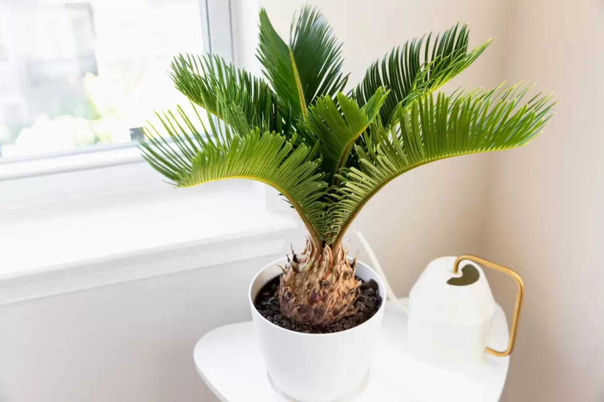 How to Grow and Care for Sago Palm