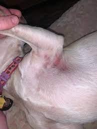 Dog Armpit Rashes