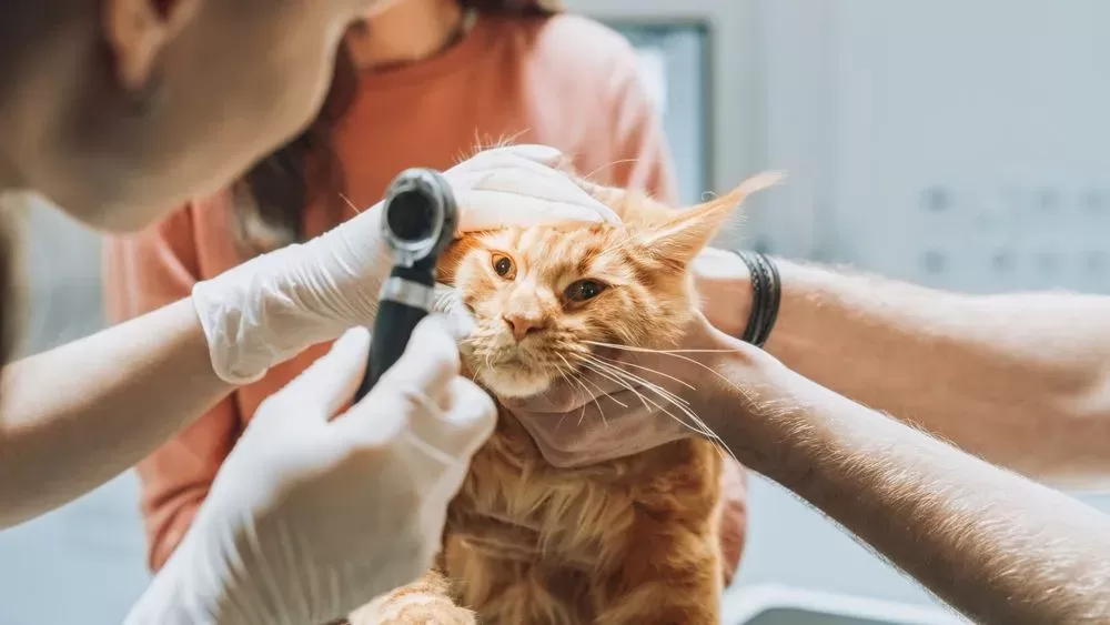 Veterinarians Diagnose Cherry Eye in Cats