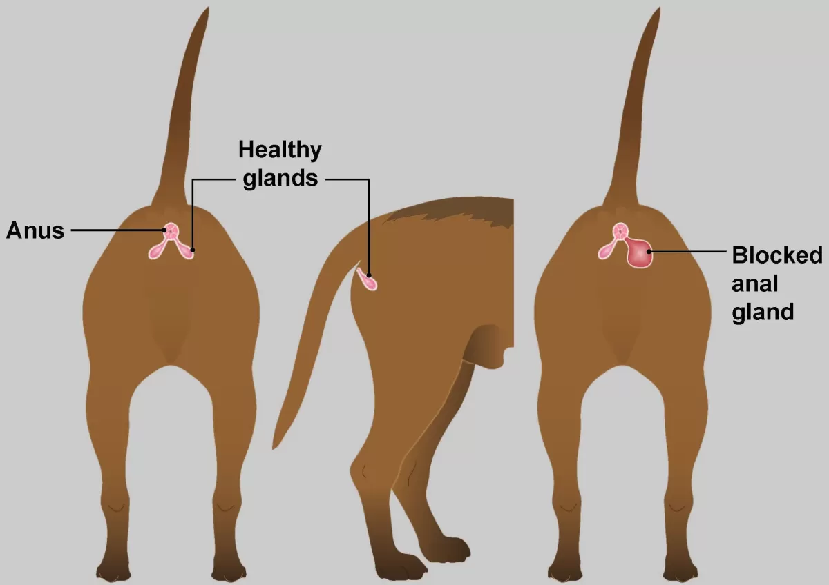 Dog Gland Removal Pros and Cons