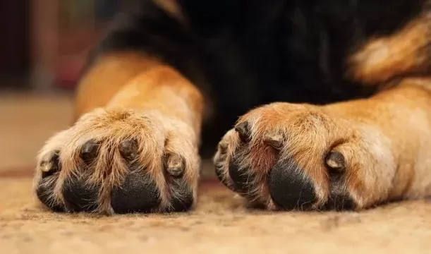 Swollen Dog Paw Causes Symptoms and Treatment