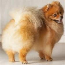 Long Hair Chihuahua