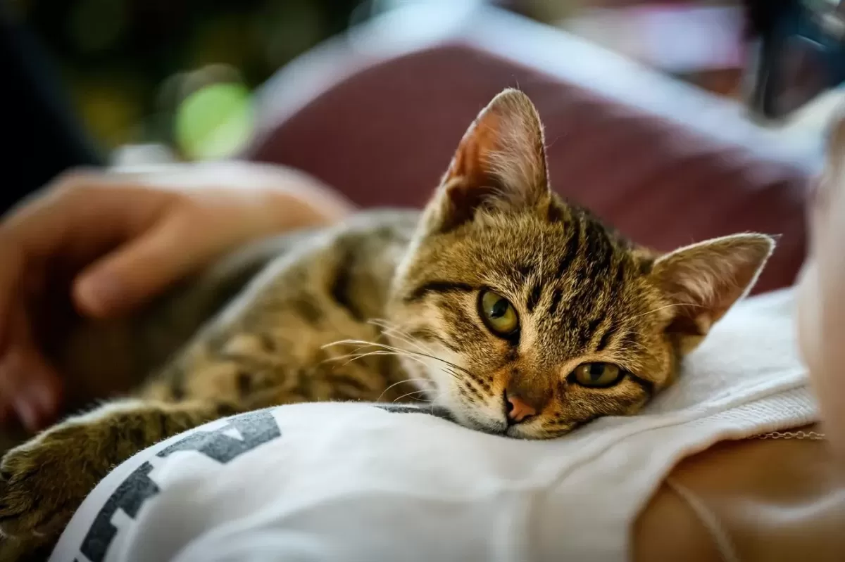 Como fazer um gato gostar de você