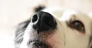 Tips to Clear Dog Stuffy Nose