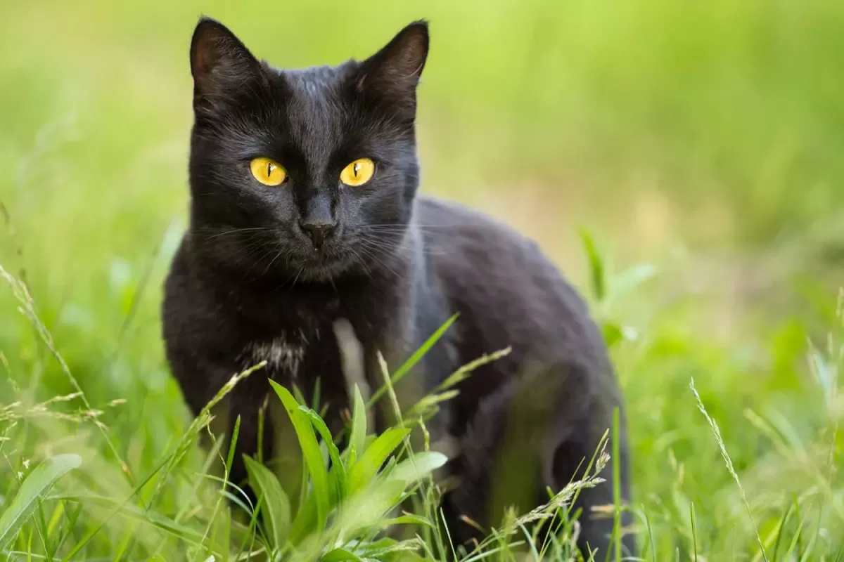 Bombay Cat Breed Information & Characteristics