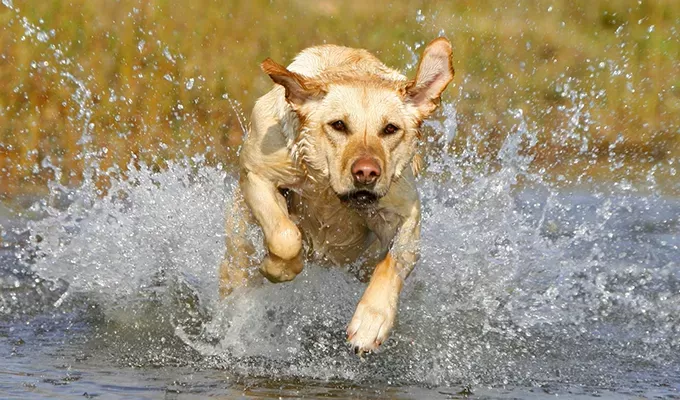 Leptospirosis in Dogs