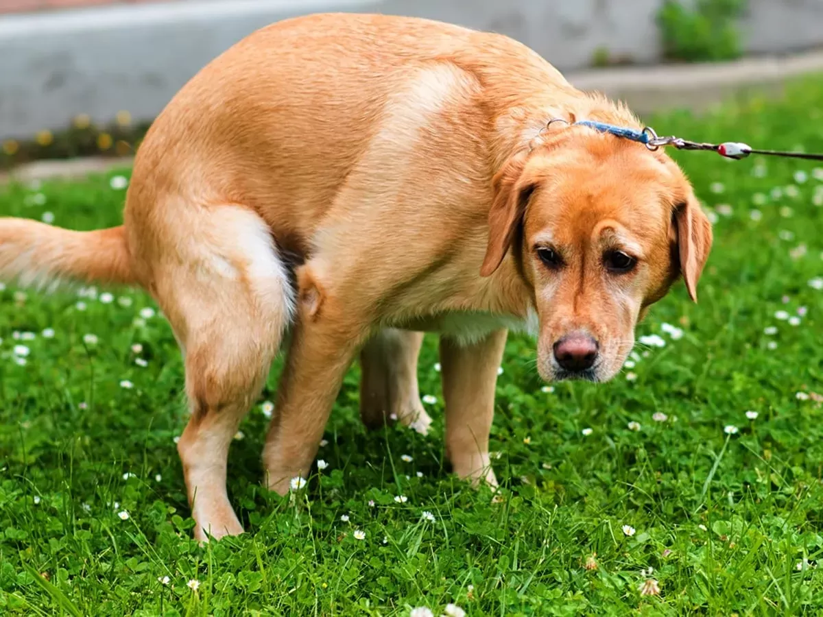 Sangre de caca de perro