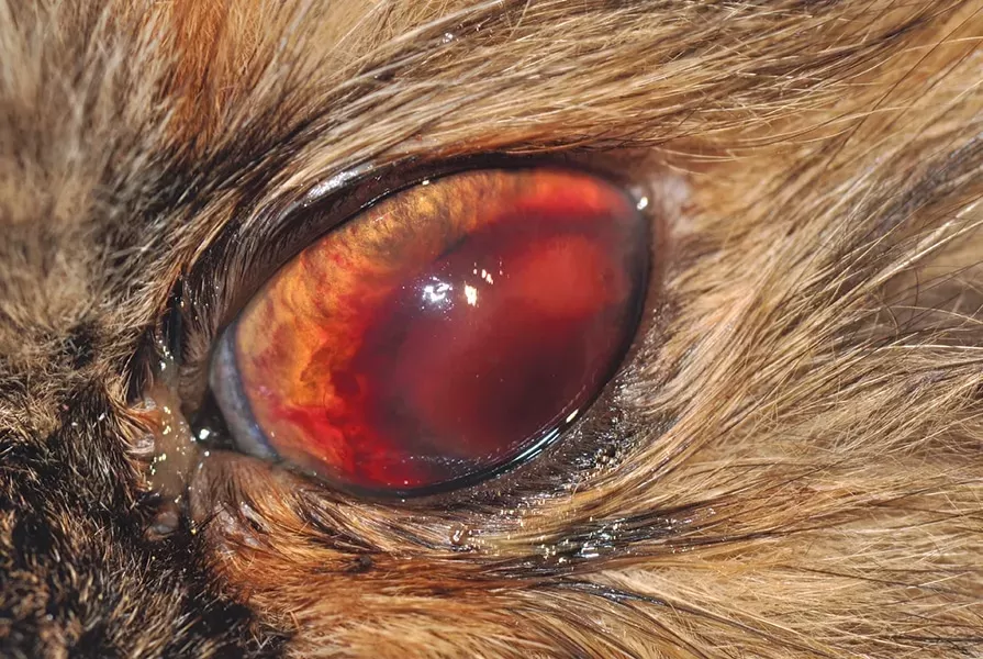 eye drops for uveitis in dogs