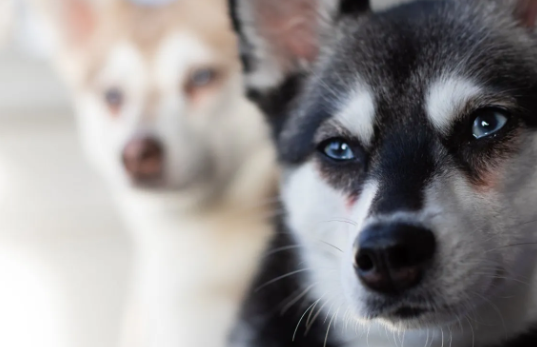 how to get rid of brown tear stains on dogs