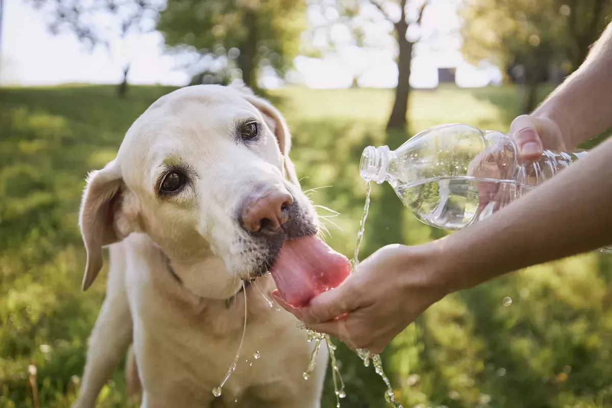 Is My Dog Drinking Enough Water? 