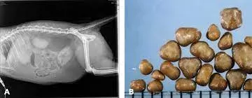 Bladder Stones in Cats