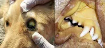 Jaundice (Yellow Skin) In pets