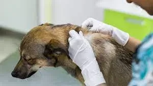 Signs of Botfly in Dog