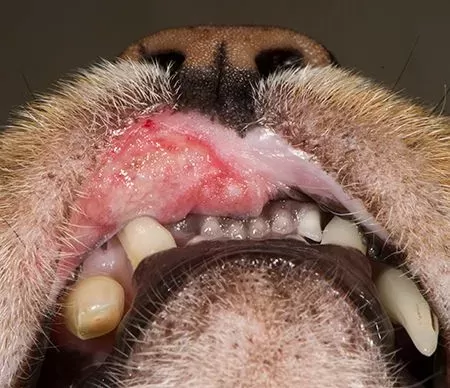 Estomatitis en perros