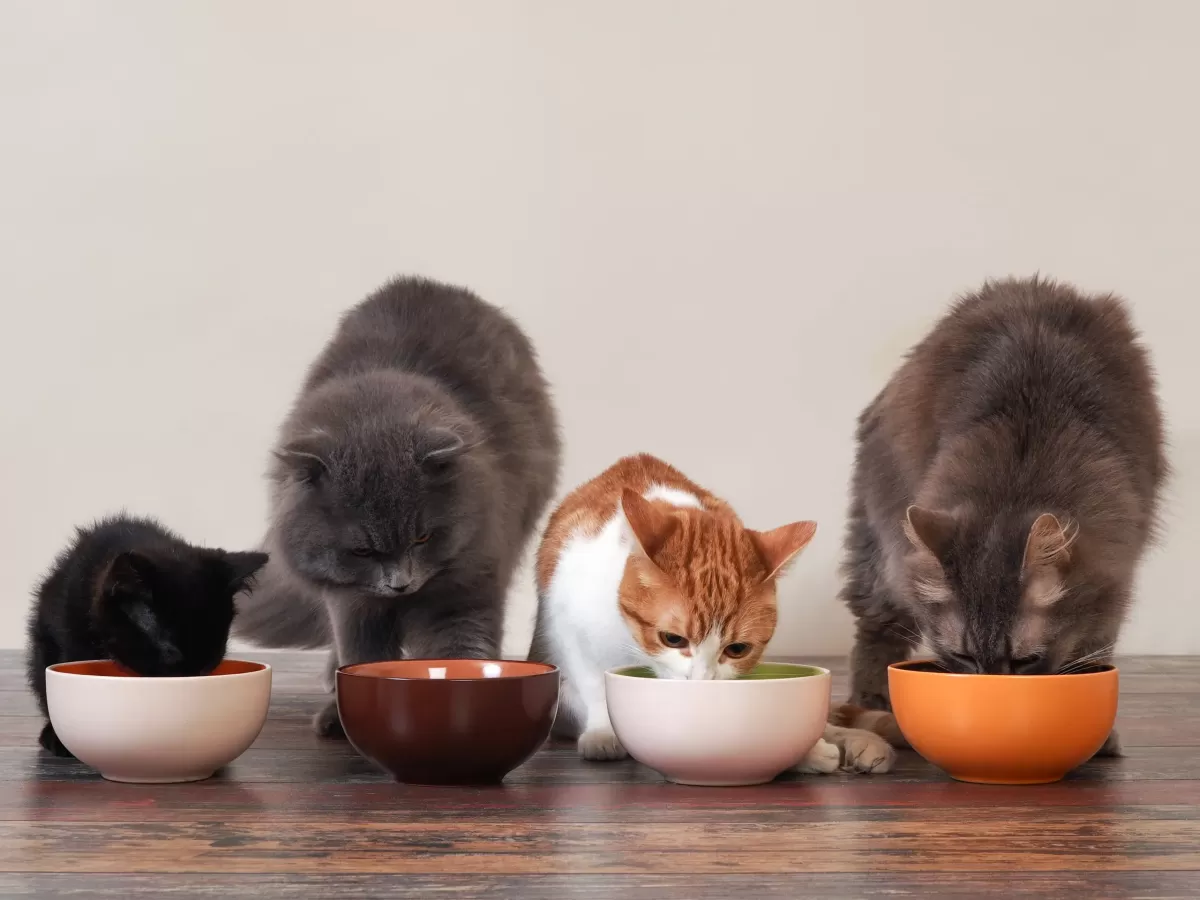 The Best Cat Food Brands, According to Vets in 2022: Purina Pro Plan, Royal  Canin, Hill's Science Diet | SELF