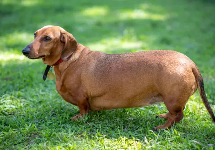 Dachshunds çok havlar mı