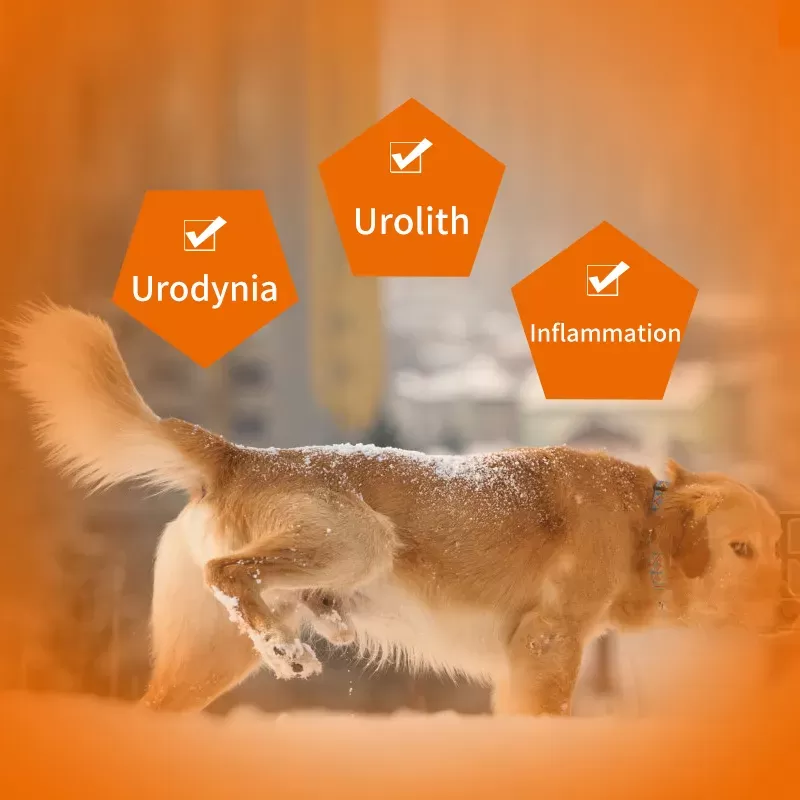 Puainta® Treatment of Urinary lnfection