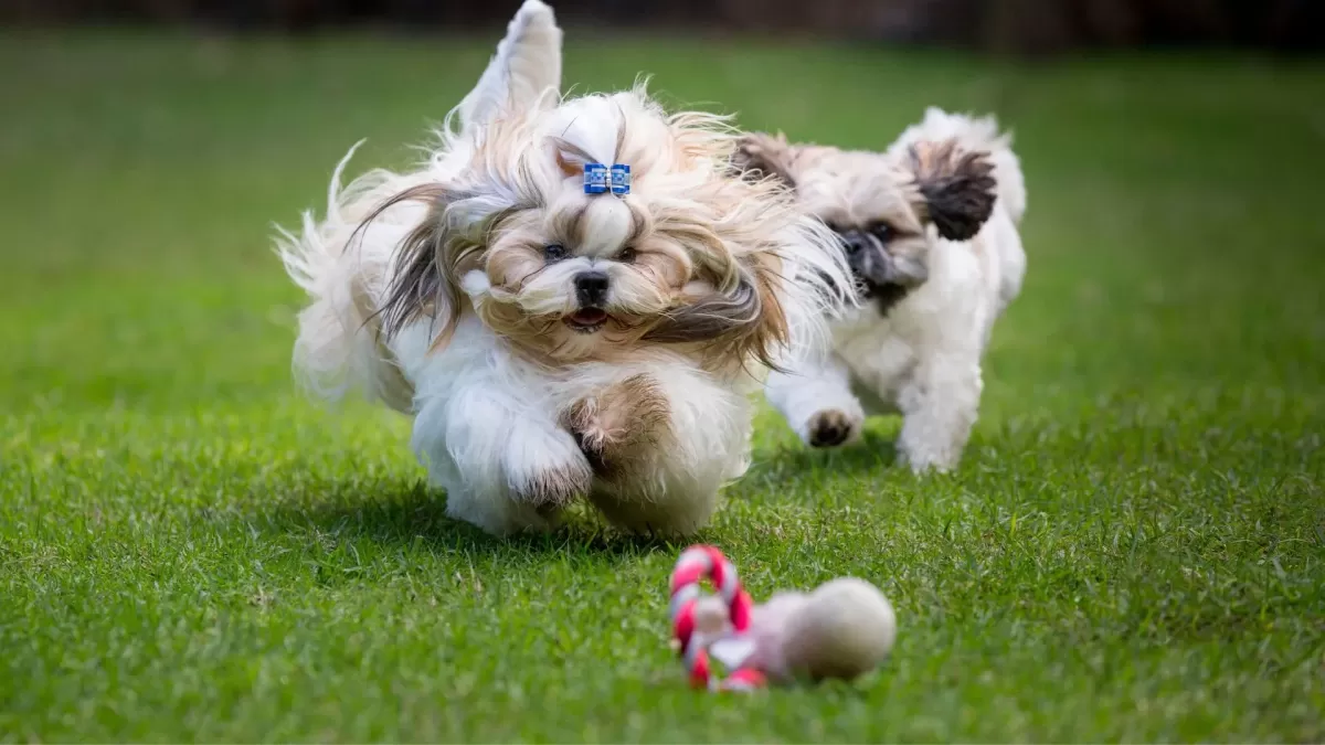 Shih Tzu's how much exercise do they need? - Shih Tzu Times