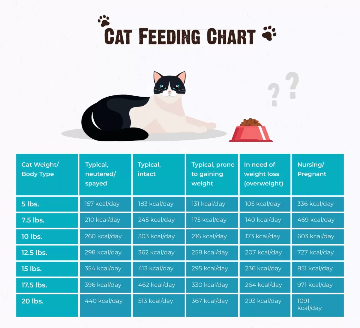 How Much Should I Feed My Cat