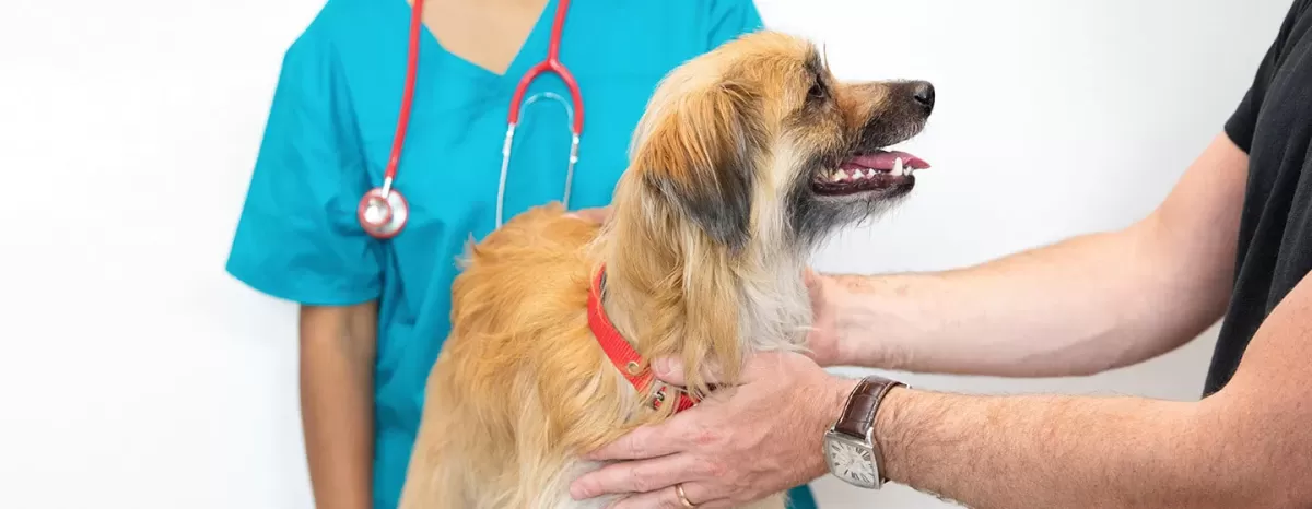 The Importance of Vet Check-Ups For Your Dog