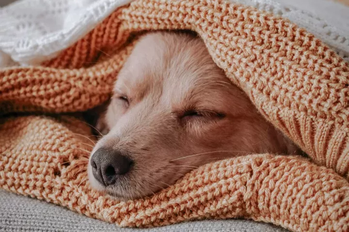 Como saber se meu cachorro está com frio?