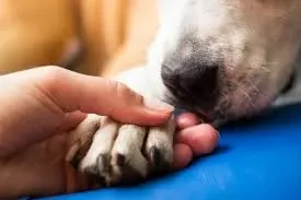 Dog Itchy Paws: Causes, Treatment, and Prevention