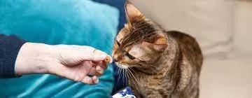 Cat Treats & Snacks - How to Give Cat Treats