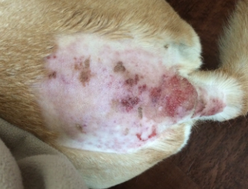 Pictures of dogs' skin with hotspot symptoms