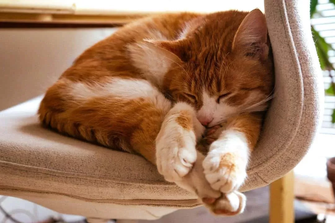 Do Cats Get Headaches