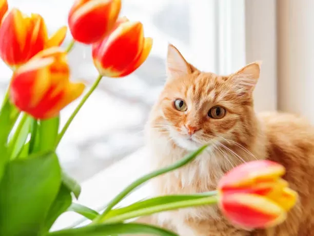 Are Tulips Poison for Cats