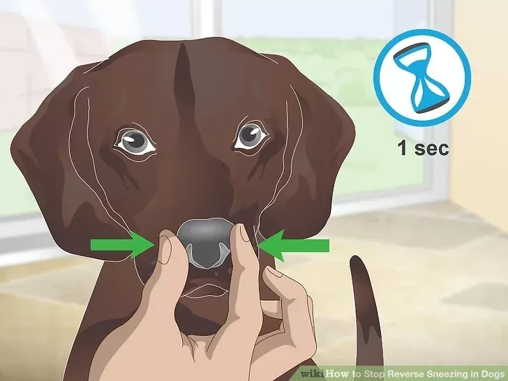 Stop Reverse Sneezing in Dogs Step