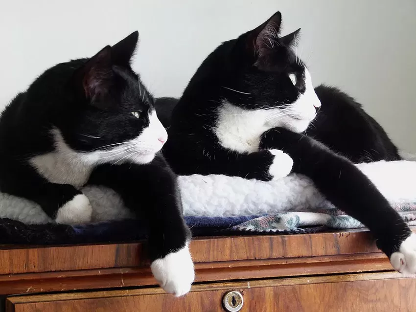 11 Interesting Facts About Tuxedo Cats | Catastic