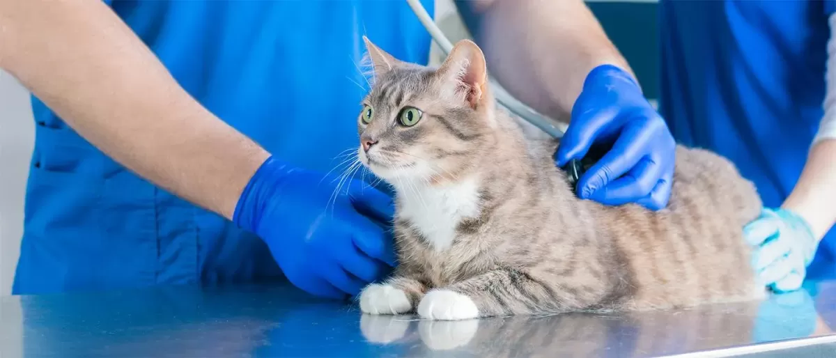 Cómo tratar las calvas en los gatos