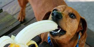 Can Dogs Have Bananas